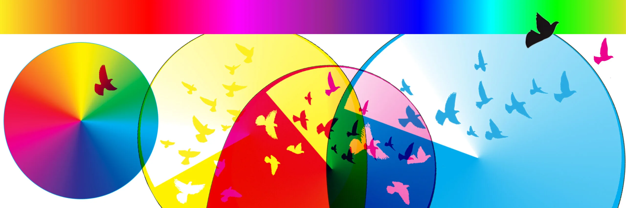 Overlapping colour wheels with flying bird silhouettes