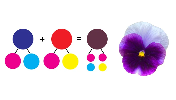 Colour mixing diagram beside purple pansy flower